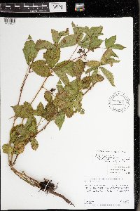 Rubus uniformis image