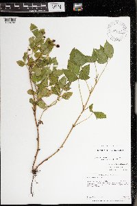Rubus uniformis image