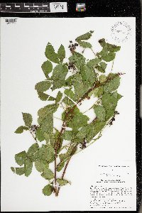 Rubus uniformis image