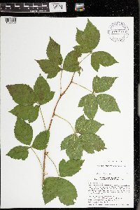 Rubus uniformis image