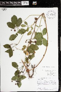 Rubus uniformis image