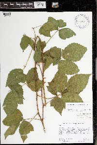 Rubus uniformis image