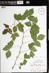 Rubus uniformis image