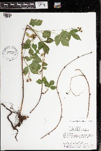 Rubus uniformis image