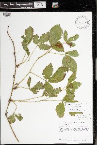 Rubus uniformis image