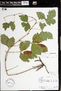 Rubus uniformis image