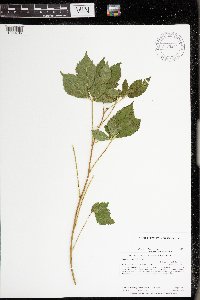 Rubus uniformis image