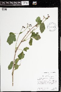 Rubus uniformis image