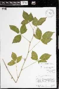 Rubus uniformis image