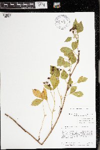 Rubus uniformis image
