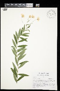 Media resource of Aster nemoralis x umbellatus