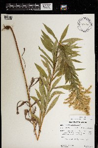 Solidago altissima image