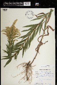 Solidago canadensis image