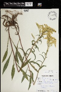 Solidago juncea image