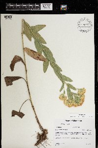 Solidago rigida image