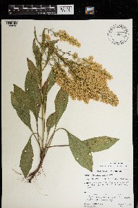 Solidago speciosa image