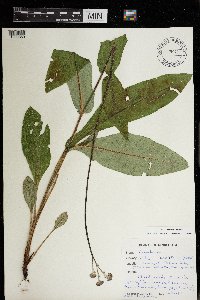 Cynoglossum virginianum var. boreale image