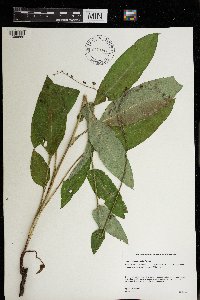 Cynoglossum virginianum var. boreale image