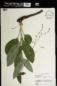 Cynoglossum virginianum var. boreale image