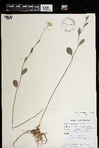 Cardamine bulbosa image