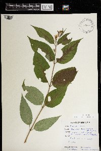 Diervilla lonicera image