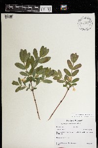 Lonicera caerulea image