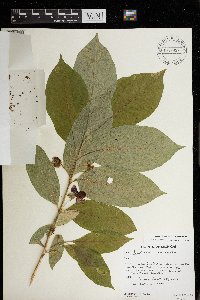 Lonicera involucrata image