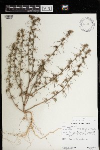 thumbnail image of current specimen
