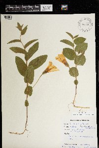 Calystegia spithamaea image