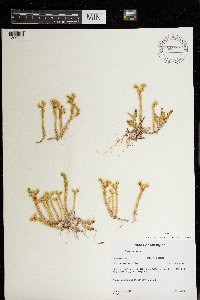 Sedum acre image