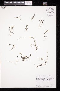 Callitriche palustris image