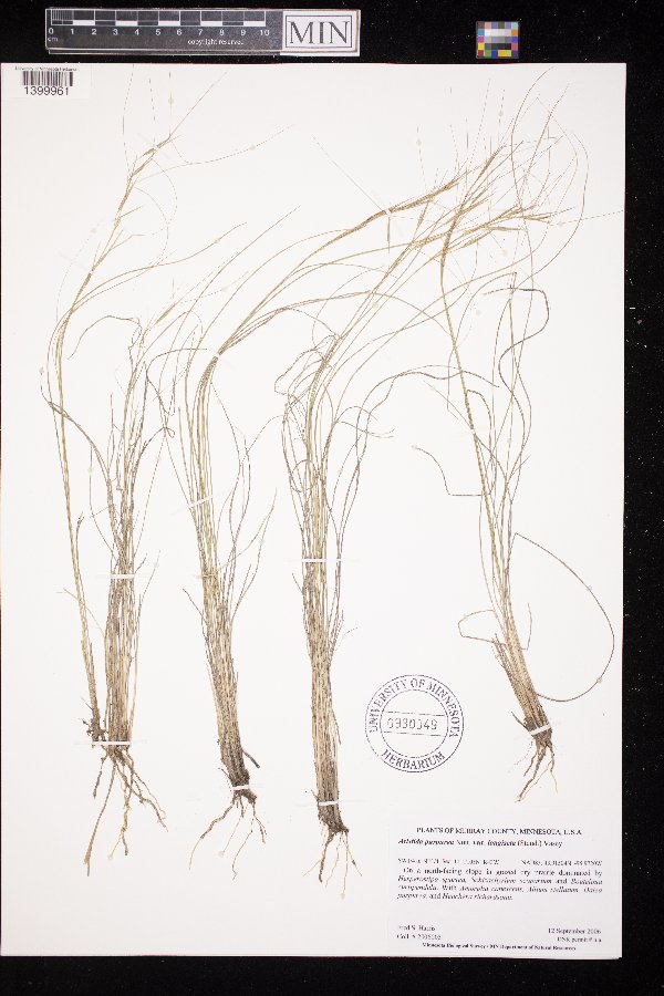 Aristida purpurea image