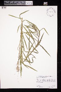 Euthamia gymnospermoides image