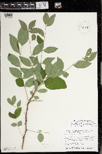 Zanthoxylum americanum image