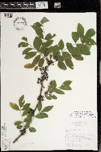 Zanthoxylum americanum image