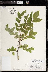 Zanthoxylum americanum image