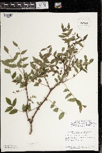 Zanthoxylum americanum image