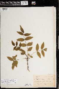 Zanthoxylum americanum image