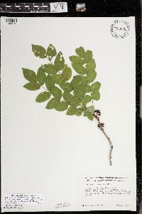 Zanthoxylum americanum image
