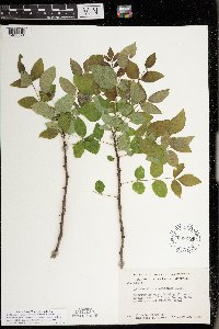 Zanthoxylum americanum image