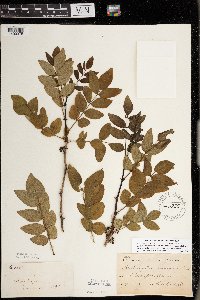 thumbnail image of current specimen