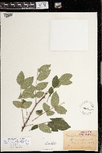 thumbnail image of current specimen