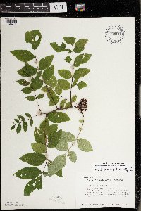 Zanthoxylum americanum image