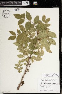 Zanthoxylum americanum image