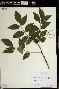 Zanthoxylum americanum image