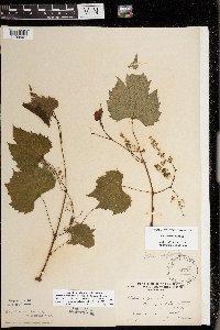 Vitis riparia image