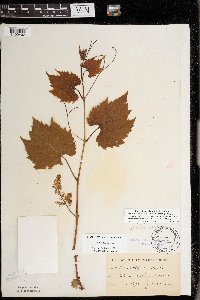 Vitis riparia image
