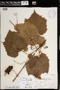 Vitis riparia image