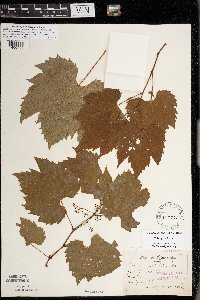 Vitis riparia image