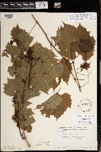 Thumbnail image of current specimen